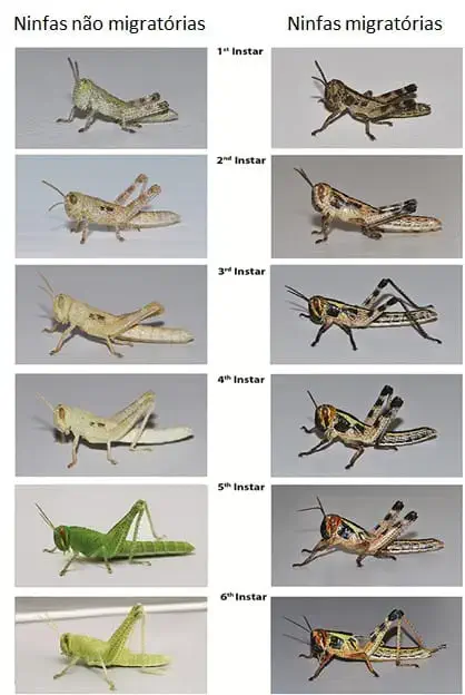 infográfico comparativo que ilustra as diferentes fases de desenvolvimento, ou instares, de ninfas de gafanhoto