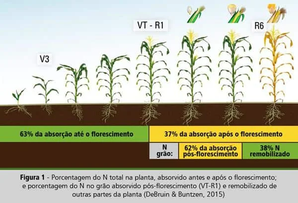 Este infográfico, intitulado ‘Figura 1’, ilustra as diferentes fases de desenvolvimento da cultura do milho e a dinâmica de a