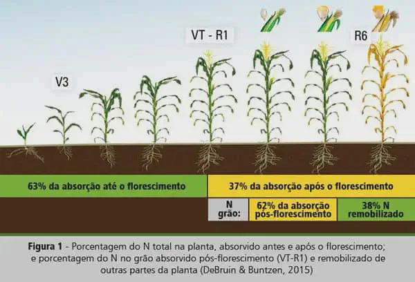 Fases do Milho e a Absorção de Nitrogênio: Infográfico Este infográfico, intitulado 'Figura 1', ilustra as diferentes fases de desenvolvimento da cultura do milho e a dinâmica de a