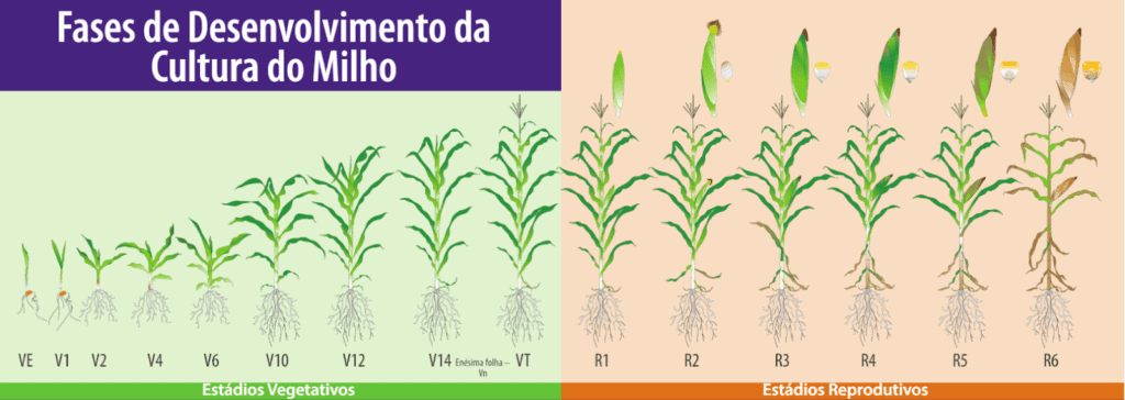 infográfico detalhado que ilustra as fases de desenvolvimento da cultura do milho, divididas em dois grandes gr