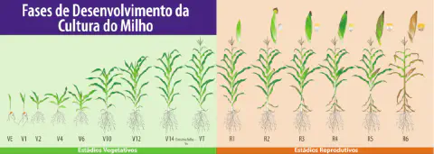infográfico detalhado que ilustra as fases de desenvolvimento da cultura do milho, divididas em dois grandes gr