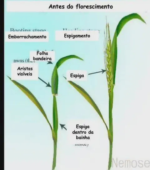 infográfico didático que ilustra as fases de desenvolvimento de uma planta de cereal, como o trigo ou a cevada,