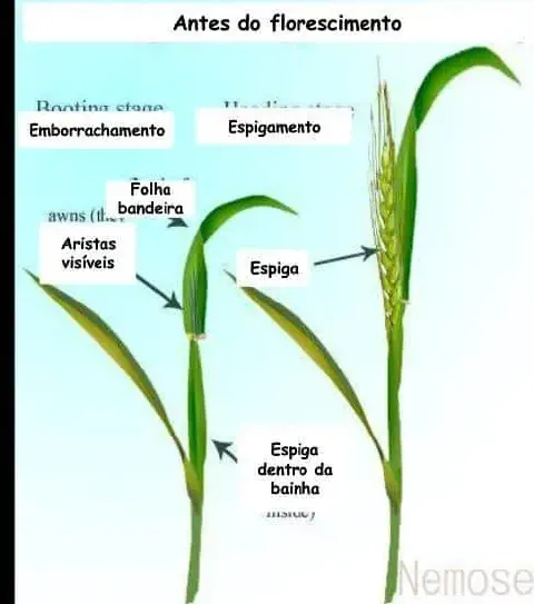 infográfico didático que ilustra as fases de desenvolvimento de uma planta de cereal, como o trigo ou a cevada,