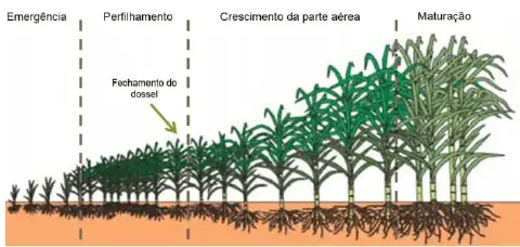 infográfico detalhado que ilustra as quatro principais fases fenológicas do desenvolvimento da cultura da cana-