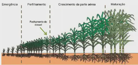 infográfico detalhado que ilustra as quatro principais fases fenológicas do desenvolvimento da cultura da cana-