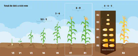 Este infográfico ilustra de forma detalhada as fases fenológicas do ciclo de vida da cultura do milho. A imagem apresenta uma