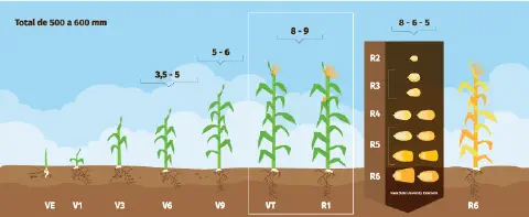 Este infográfico ilustra de forma detalhada as fases fenológicas do ciclo de vida da cultura do milho. A imagem apresenta uma