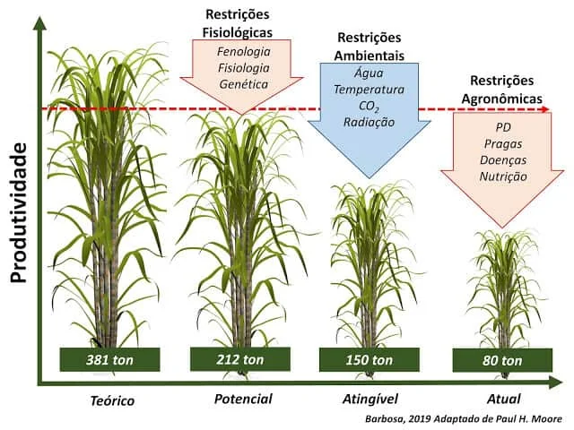 Este infográfico ilustra os diferentes níveis de produtividade da cultura de cana-de-açúcar, demonstrando a lacuna entre o re