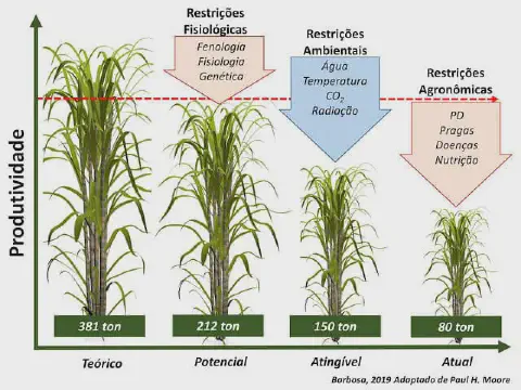 Este infográfico ilustra os diferentes níveis de produtividade da cultura de cana-de-açúcar, demonstrando a lacuna entre o re