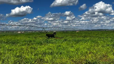 Gado pastando em área de pastagem verde, com um pivô central de irrigação ao fundo e céu azul com nuvens, na Fazenda Quatro Maravilhas.