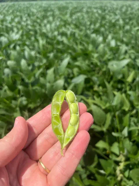 Mão segurando uma vagem de soja aberta, com grãos verdes, em frente a uma lavoura de soja.
