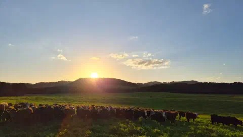 Rebanho de gado reunido em uma pastagem verde ao pôr do sol, com colinas ao fundo.