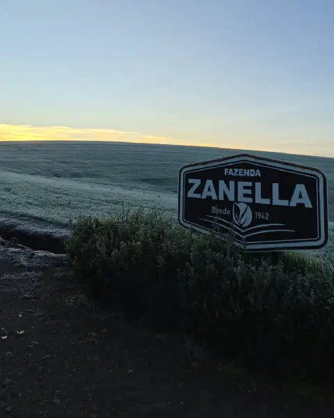 Placa com o nome Fazenda Zanella ao lado de arbustos, com uma lavoura coberta de geada e o sol nascendo ao fundo.