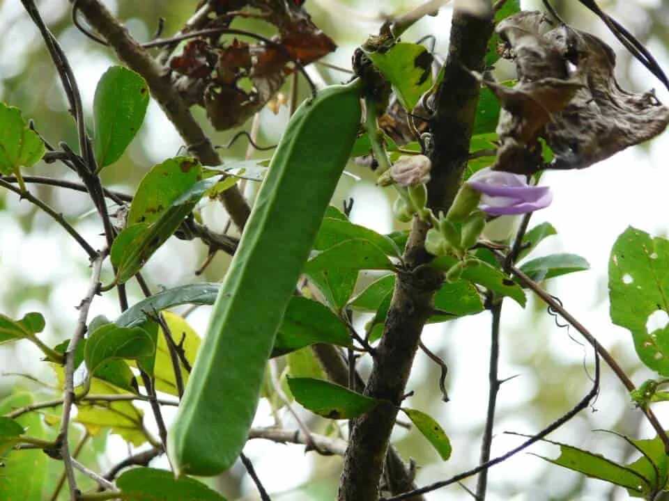primeiro plano uma vagem verde, longa e achatada, característica de uma planta leguminosa, possivelmente o