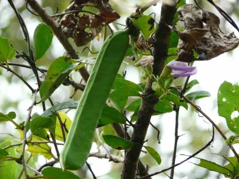 primeiro plano uma vagem verde, longa e achatada, característica de uma planta leguminosa, possivelmente o
