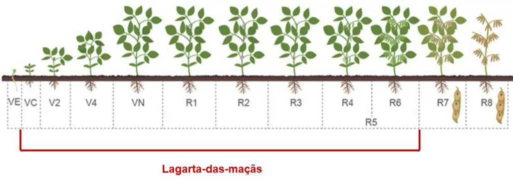 infográfico detalhado que ilustra os estádios fenológicos da cultura da soja, desde a germinação até a maturaçã