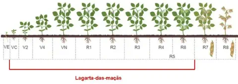 infográfico detalhado que ilustra os estádios fenológicos da cultura da soja, desde a germinação até a maturaçã