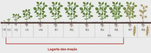 infográfico detalhado que ilustra os estádios fenológicos da cultura da soja, desde a germinação até a maturaçã