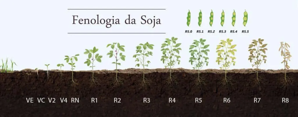 Fenologia da Soja: Guia dos Estádios de Desenvolvimento infográfico detalhado que ilustra a fenologia da soja, ou seja, os diferentes estágios de desenvolvimento da pl