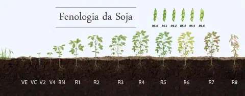 infográfico detalhado que ilustra a fenologia da soja, ou seja, os diferentes estágios de desenvolvimento da pl