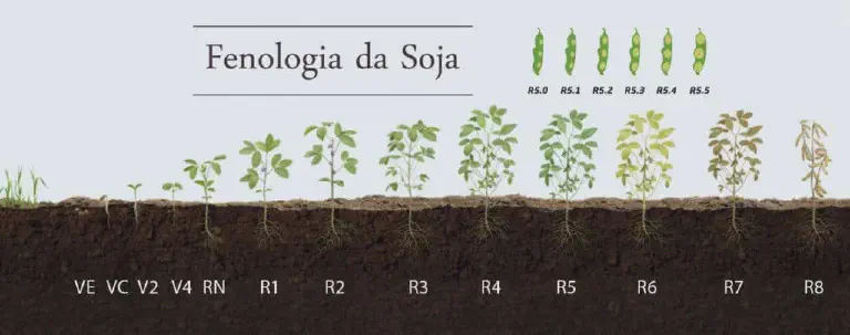 Fenologia da Soja: Guia dos Estádios de Desenvolvimento infográfico detalhado que ilustra a fenologia da soja, ou seja, os diferentes estágios de desenvolvimento da pl