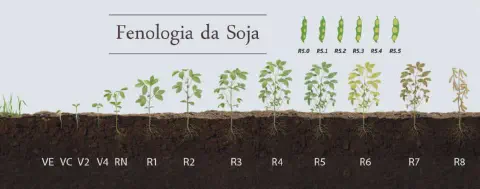 infográfico detalhado que ilustra a fenologia da soja, ou seja, os diferentes estágios de desenvolvimento da pl