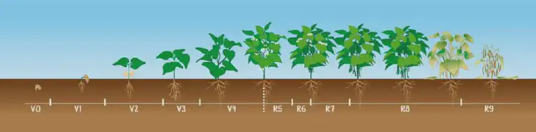 Fenologia da Soja: Guia Visual das Fases de Desenvolvimento ilustração didática que representa os estádios fenológicos de uma cultura de leguminosa, muito provavelmente a
