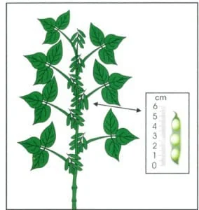 uma ilustração técnica e esquemática de uma planta de soja em um estágio de desenvolvimento reprodutivo. O des