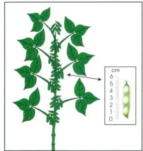 uma ilustração técnica e esquemática de uma planta de soja em um estágio de desenvolvimento reprodutivo. O des