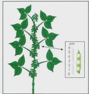 Fenologia da Soja: Medição e Desenvolvimento da Vagem uma ilustração técnica e esquemática de uma planta de soja em um estágio de desenvolvimento reprodutivo. O des