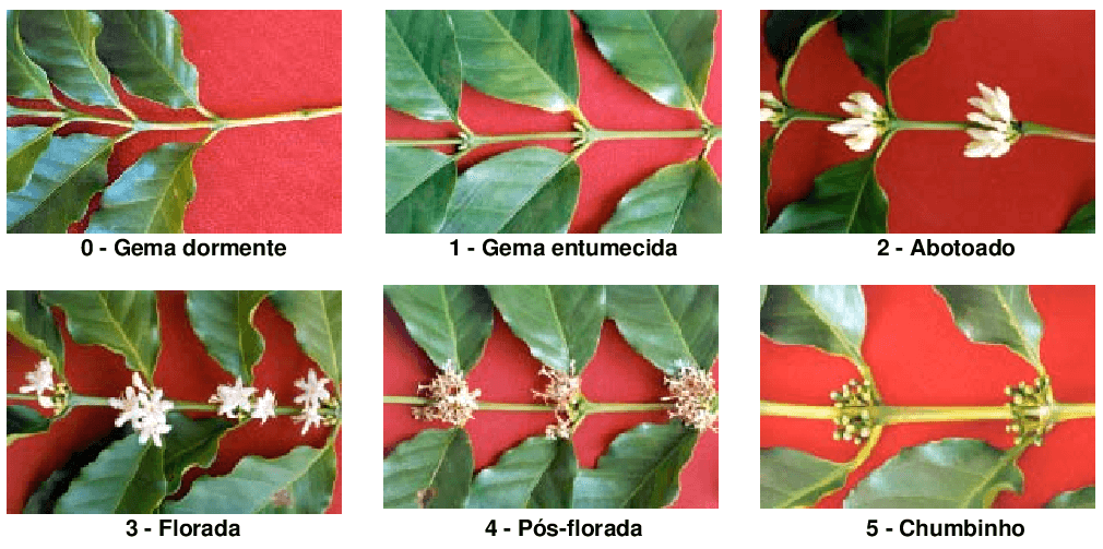 infográfico visual que ilustra as seis principais fases fenológicas da floração do cafeeiro. Organizada em uma