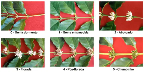 infográfico visual que ilustra as seis principais fases fenológicas da floração do cafeeiro. Organizada em uma