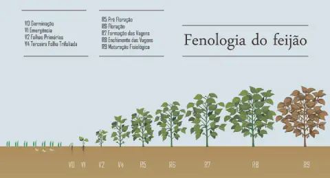 infográfico detalhado que ilustra a fenologia do feijão, ou seja, as diferentes fases do ciclo de vida da plant