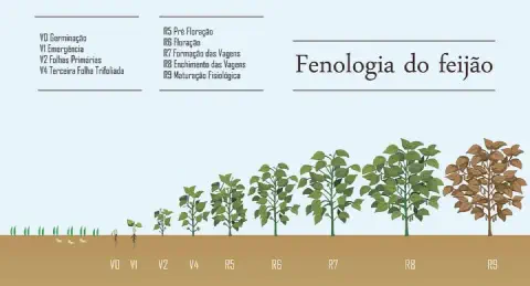 infográfico detalhado que ilustra a fenologia do feijão, ou seja, as diferentes fases do ciclo de vida da plant