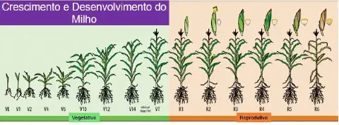 infográfico educacional que ilustra detalhadamente as fases de crescimento e desenvolvimento da cultura do milh