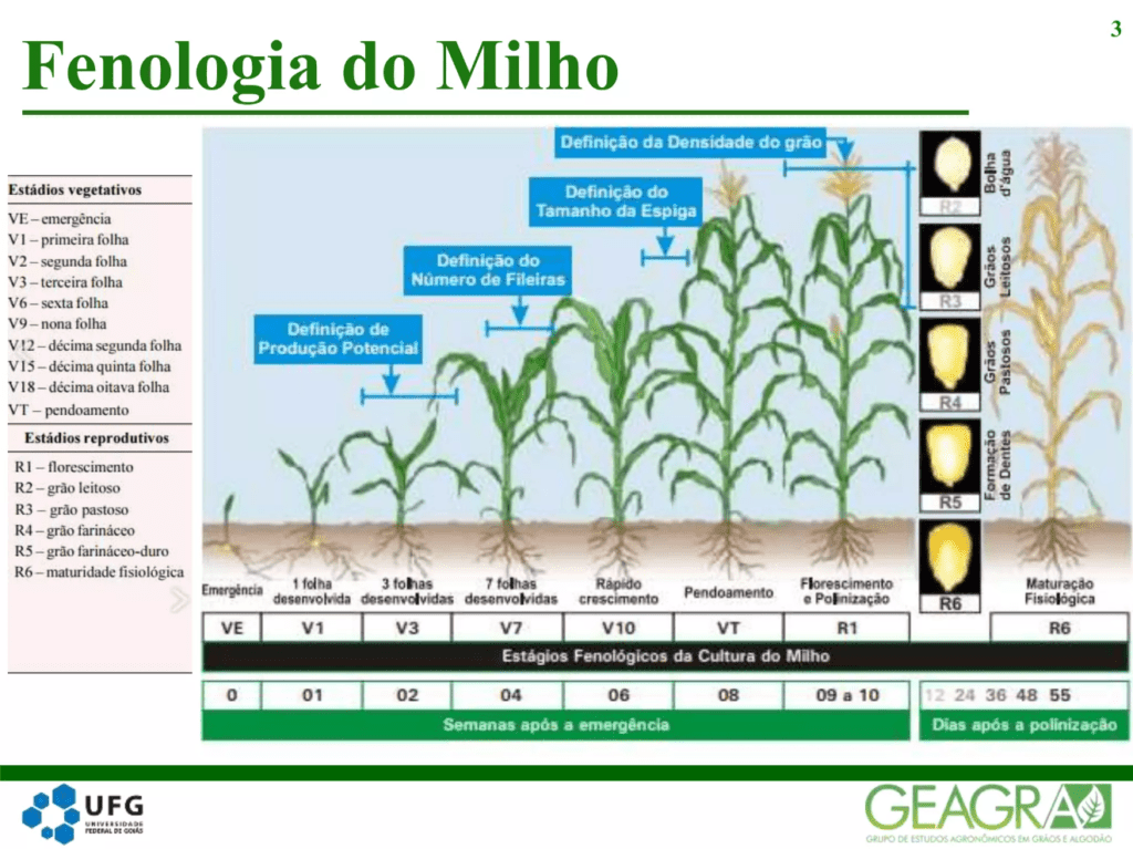 infográfico detalhado sobre a fenologia da cultura do milho, ilustrando as diferentes fases de desenvolvimento