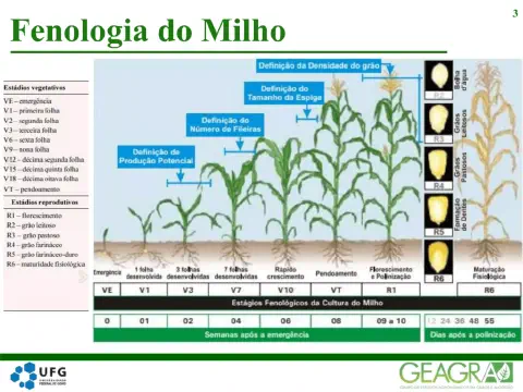 infográfico detalhado sobre a fenologia da cultura do milho, ilustrando as diferentes fases de desenvolvimento