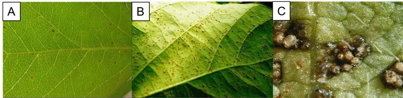 composição de três painéis (A, B, C) que ilustram a progressão dos sintomas da ferrugem asiática em uma folha,