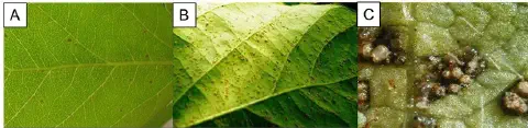 composição de três painéis (A, B, C) que ilustram a progressão dos sintomas da ferrugem asiática em uma folha,