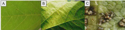 composição de três painéis (A, B, C) que ilustram a progressão dos sintomas da ferrugem asiática em uma folha,