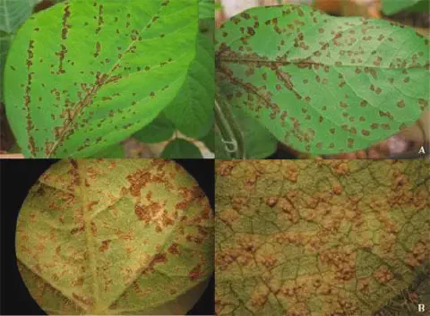 composição de quatro painéis que ilustram os sintomas de uma doença fúngica em folhas de soja, muito provavelm