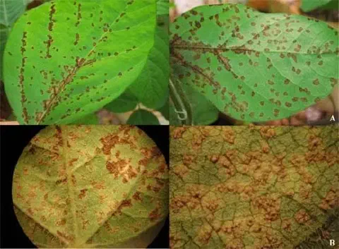 composição de quatro painéis que ilustram os sintomas de uma doença fúngica em folhas de soja, muito provavelm