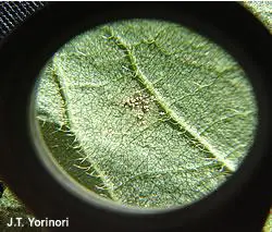 uma visão ampliada, através de uma lupa, da superfície de uma folha de soja. Em foco, observa-se um pequeno ag