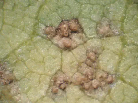 Imagem macro de uma folha de soja com pústulas da ferrugem asiática, mostrando a textura característica das lesões.