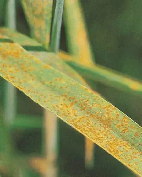 Esta imagem de close-up exibe uma folha de uma planta de cereal, provavelmente trigo ou cevada, severamente afetada por uma d