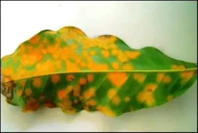 close-up uma folha de cafeeiro severamente afetada pela ferrugem, uma das doenças mais devastadoras para a