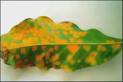 close-up uma folha de cafeeiro severamente afetada pela ferrugem, uma das doenças mais devastadoras para a