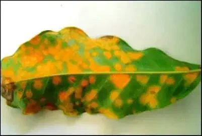 close-up uma folha de cafeeiro severamente afetada pela ferrugem, uma das doenças mais devastadoras para a