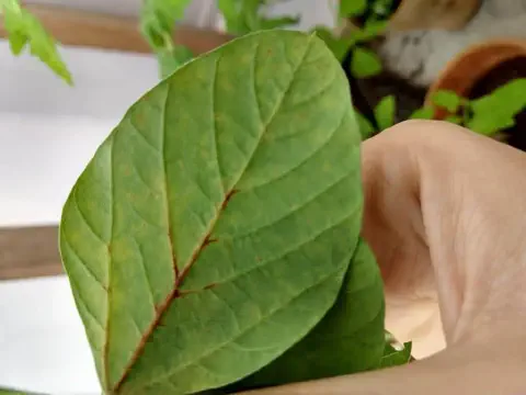 close-up detalhado de uma folha de planta, possivelmente de goiabeira, sendo segurada pela mão de uma pesso