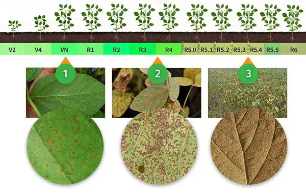 infográfico detalhado que ilustra a progressão de uma doença foliar na cultura da soja, muito provavelmente a f